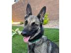 Adopt ADELE a German Shepherd Dog