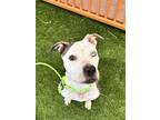 Adopt CARROT a Pit Bull Terrier, Mixed Breed