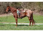 Extra Gentle and Quiet Aqha Registered Red Roan Gelding, Anyone Can Ride