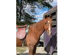 15.3 Seasoned Flashy Gaited Trail Horse