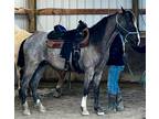 Spectacular Blue Roan Overo Tennessee Walker 2021 Gelding