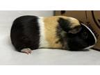 Adopt Abby a Guinea Pig