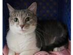 Adopt Daisy a Domestic Short Hair