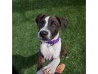 Adopt Fifi a Mixed Breed