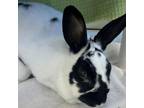 Adopt Linguine a Bunny Rabbit