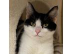 Adopt Cowgirl a Domestic Short Hair