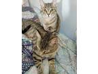 Adopt Buddy and Button a Domestic Short Hair