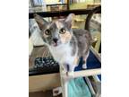 Adopt Bisquick a Domestic Short Hair
