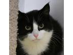 Adopt Beauty a Domestic Short Hair