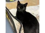 Adopt Rollie a Domestic Short Hair