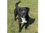 Adopt Paisley a Pit Bull Terrier, Rottweiler