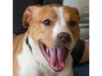 Adopt Daisy a Pit Bull Terrier