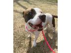 Adopt Sweet Pea a Pit Bull Terrier