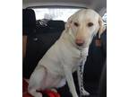 Adopt Raina a Yellow Labrador Retriever