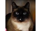 Adopt Luci a Siamese, Domestic Short Hair