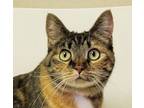 Adopt Myrrh a Domestic Short Hair