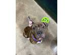 Adopt Dahlia a Pit Bull Terrier