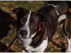 Adopt Sasha a Hound, Mixed Breed