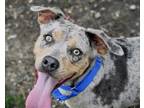 Adopt Paris a Mixed Breed