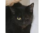 Adopt Anne Bonny a Domestic Short Hair