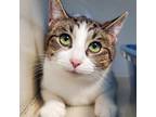 Adopt Marshmallow a Tabby, Domestic Short Hair