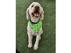 Adopt Harper a Goldendoodle