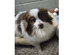 Adopt Josie a Pomeranian