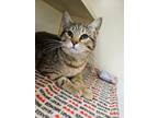 Adopt Little Miss Sunshine (Bonded w/ Wile E. Coyote) a Domestic Short Hair