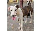 Adopt Isabel a Pit Bull Terrier