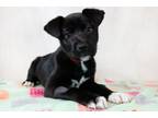 Adopt Biscayne a American Staffordshire Terrier, Mixed Breed