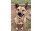 Adopt Norma $25 a Labrador Retriever, German Shepherd Dog