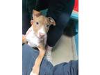 Adopt Remi a Pit Bull Terrier, Mixed Breed