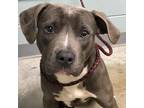 Adopt Brandi a Labrador Retriever