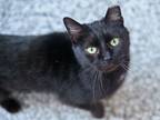 Adopt Kelsey a Domestic Short Hair