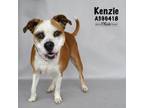 Adopt KENZIE a Boxer, Mixed Breed