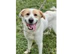Adopt MAEVE a Great Pyrenees