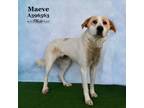 Adopt MAEVE a Great Pyrenees
