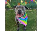 Adopt Bubbles a Pit Bull Terrier