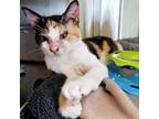 Adopt Taffeta Darling a Domestic Short Hair