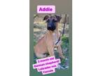 Adopt Addie a German Shepherd Dog, Labrador Retriever