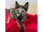 Adopt Marceline/ITF a Domestic Short Hair