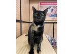 Adopt Tallulah a Domestic Short Hair, Tortoiseshell