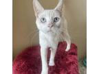 Adopt Dove a Domestic Short Hair