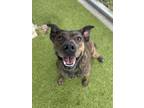 Adopt pebbles a American Staffordshire Terrier, Mixed Breed