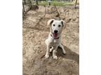 Adopt Gypsy a Yellow Labrador Retriever, Australian Shepherd