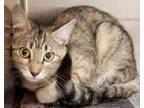 Adopt Luna a Domestic Short Hair