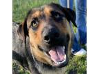 Adopt Autumn a Shepherd, Mixed Breed