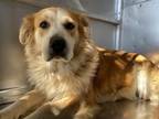 Adopt LADY MAY a Golden Retriever, Mixed Breed