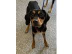 Adopt Brittle a Black and Tan Coonhound