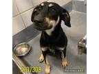 Adopt MCLYTE a Labrador Retriever